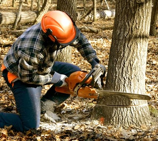 Tree Removal in North Bennington, VT